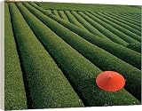 Box Canvas Print of Tea Fields from AWL Discover Images