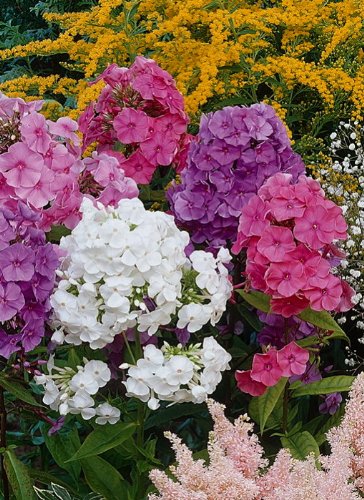 Staude Flammenblume, rosa bl&uuml;hend, 5 Stauden Preisvergleich