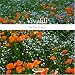 Vivaldi - The Four Seasons