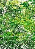 Bamboo 372 Wall Mural
