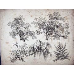 Ulmen-Eichen-Garten-Tannen-Trauerweide 1807 Ackermann
