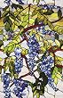 Wisteria Window Film 24-by-36-Inch