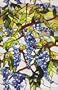 Wisteria Window Film 24-by-36-Inch