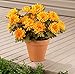 Miles Kimball Artificial Mums