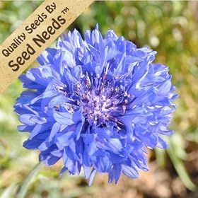 Blue Cornflower - 280 Seeds