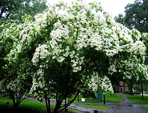 *EXOTIC*10 WHITE DOGWOOD TREE SEEDS #1193** *EXOTIC*10 WHITE DOGWOOD TREE SEEDS #1193**