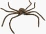 Scary Large Brown Tarantula Halloween Prop