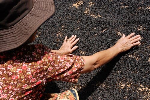 Organic Kampot Pepper - Rare Cambodian Whole Peppercorns Black 25 lb