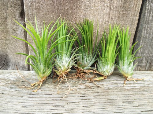 Airplants Tillandsia Ionantha Fuego Mexico 5 Pack (Grown and Shipped from California)