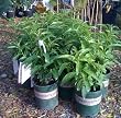 Night Blooming Jasmine One Gallon Plant