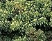 Photographic Prints of ROG-9880 Ivy Flowers - a Hawthorn Haws (Crataegus monogyna) from Ardea Wildlife Pets