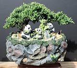 Juniper Bonsai in Panda Bonsai Pot by Sheryls Shop
