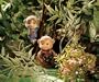 Calico Critters Mango Monkeys