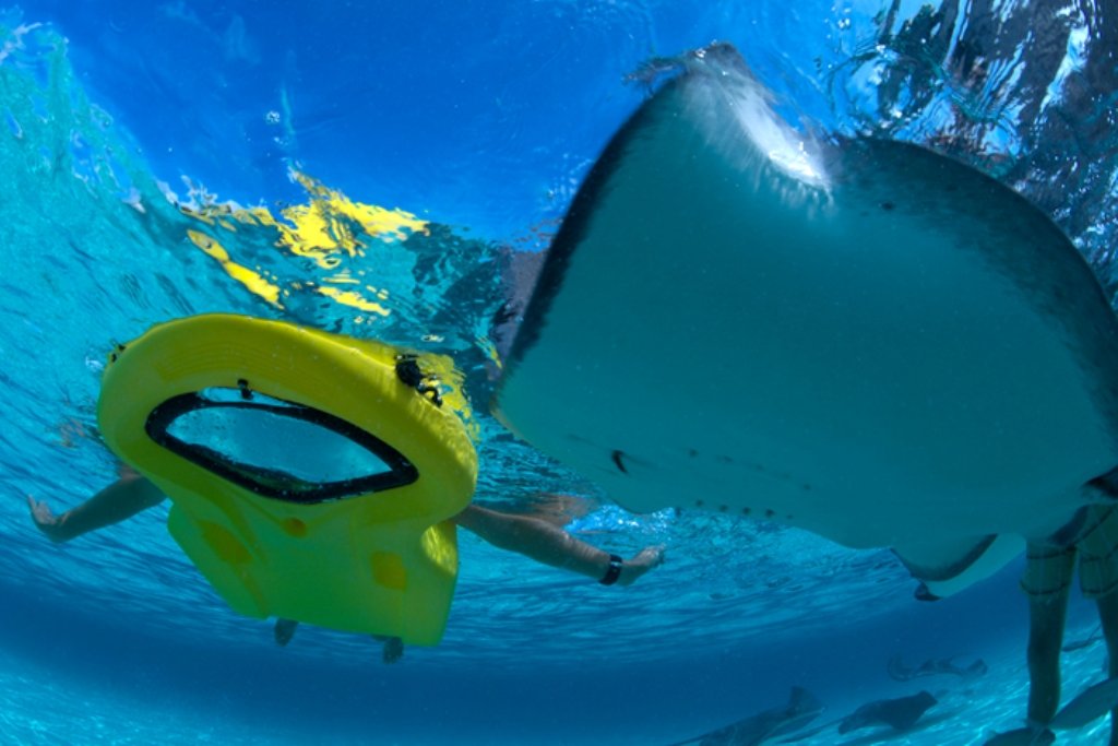 Amazon.com : Zayak Sea Sled A1 Basic Sea Sled Bodyboard : Sports ...