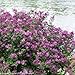 Bloomerang Dark Purple Lilac - Syringa - Proven Winners - 4
