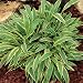 Hosta - Hosta Stiletto - Quart