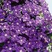 Clematis Jackmanii Clematis Jackmanii