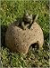 Toad House