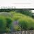 Grasses: Versatile Partners for Uncommon Garden Design