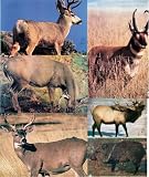 Martin Archery Game Targets / Whitetail Deer