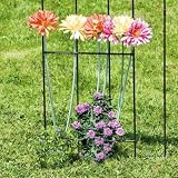 Eigenschaften Unimet 317195 / Unimet Gerbera Sort Farben 10119