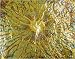 Variegated Gold Leaf- Green 6 Sheets Per Pack