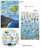 Kauai Hawaii Reef Fish and Creature Guide