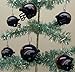 NFL Football Denver Broncos Set of 6 Holiday Christmas Tree Ornaments Featuring Broncos Team Helmet Ornaments Ranging from 1.5