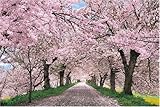 パズルの超達人 2016ピース 桜に染まる権現堂堤-埼玉 23-504