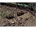 Photographic Print of Woodchuck from Ardea