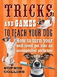 Tricks and games to teach your dog