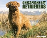 Chesapeake Bay Retrievers 2009 Calendar