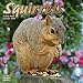 Squirrels 2009 Wall Calendar