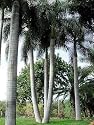 Cuban Royal Palm 10 Seeds