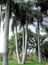 Cuban Royal Palm 10 Seeds