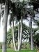 Cuban Royal Palm 10 Seeds