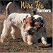 Wire Fox Terriers 2008 Wall Calendar