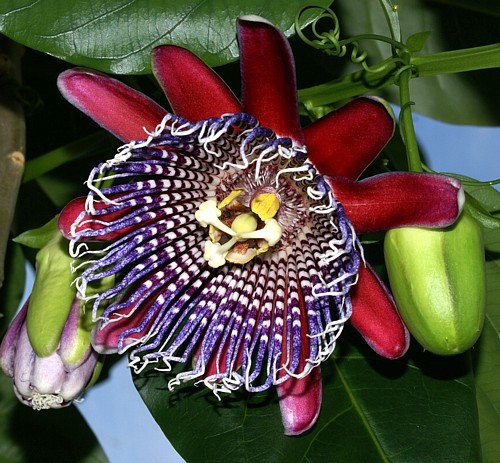 Giant Sweet Granadilla Passion Flower Plant-Great Taste