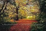 Autumn Forest 4-068 Wall Mural