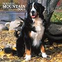 Bernese Mountain Dogs 2007 Calendar