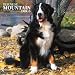 Bernese Mountain Dogs 2007 Calendar