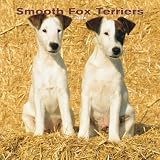 Fox Terriers, Smooth 2008 Square Wall