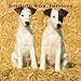 Fox Terriers, Smooth 2008 Square Wall Calendar (German, French, Spanish and English Edition)