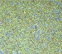 Herbes de Provence - Traditional - Savory, rosemary, basil, marjoram, wild thyme