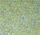 Herbes de Provence - Fancy blend with Lavender