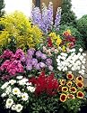 Stauden-Sortiment "Sommerwind", bestehend aus 24 Stauden, 6 Sorten je 4 Stauden