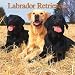 Labrador Retrievers Calendar