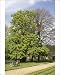 Photographic Prints of Spring Trees in garden - UK from Ardea Wildlife Pets