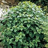 Lemon Balm Seeds