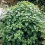 Lemon Balm Seeds